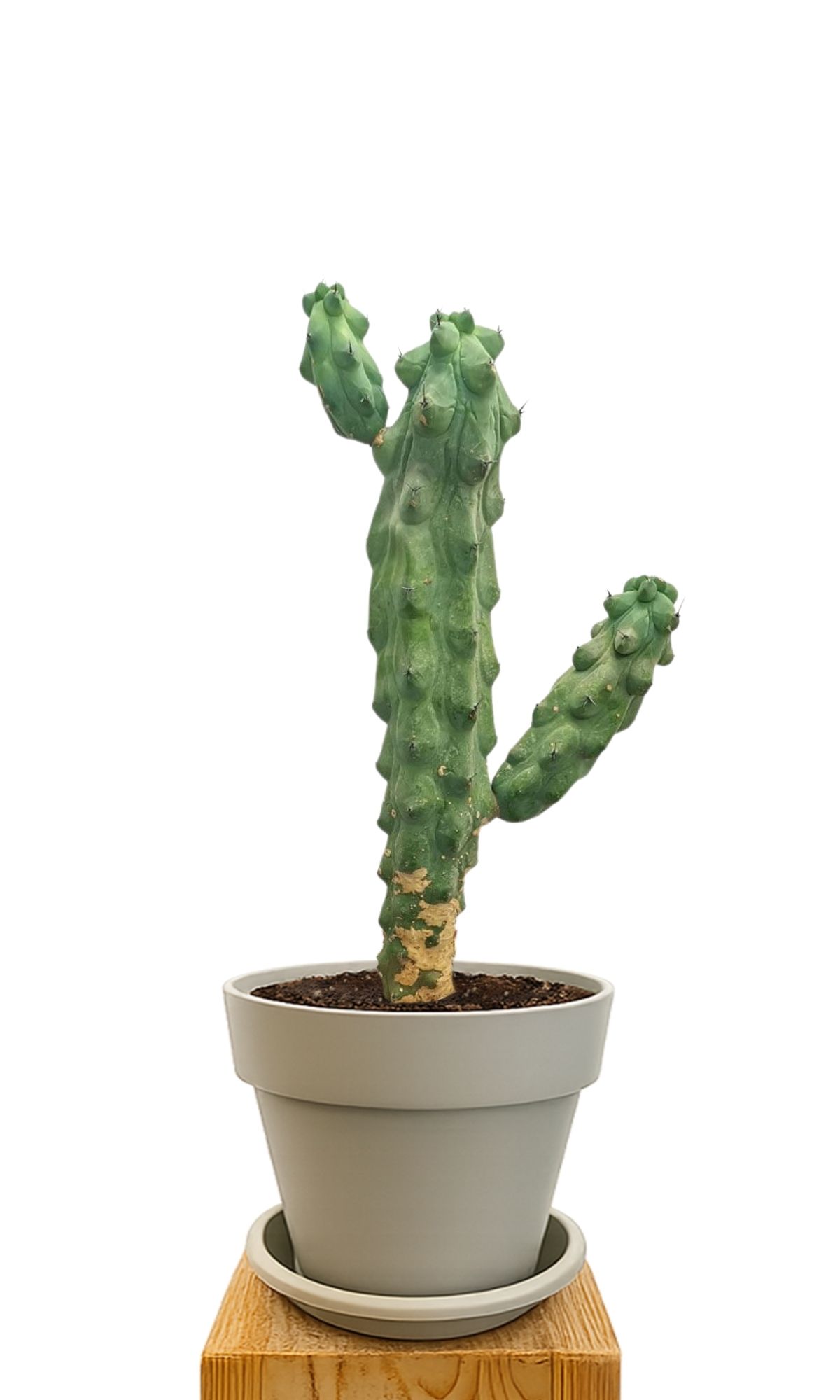 Plant kit 30 Sand